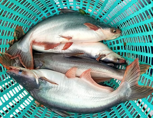 Đề xuất cho doanh nghiệp Việt Nam